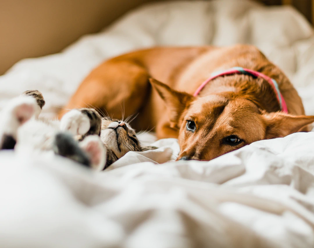 Desktop_About_Us_Discover_The A brown dog and a tabby cat lie together on a bed with white blankets. The dog is resting its head and looking at the camera, while the cat is lying on its back with its paws up.