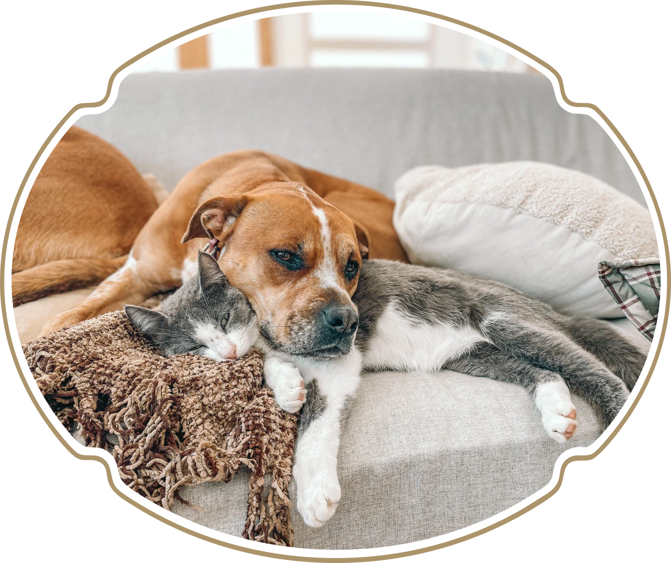 Desktop_About_Us_Getting_Started A brown dog and a gray-and-white cat snuggle together on a light-colored couch, both looking relaxed and cozy.