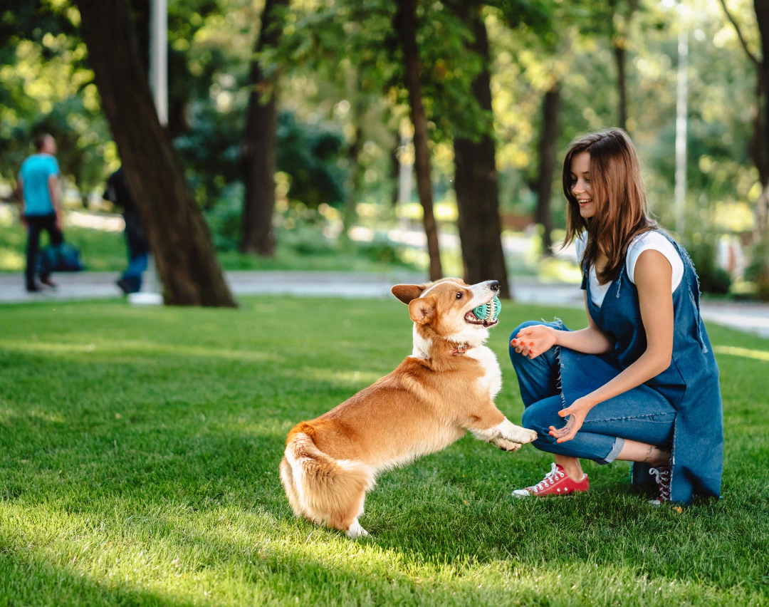 Desktop_Contact_Us_Easy_Vet A woman kneels on grass in a park, smiling as she plays fetch with a happy corgi dog holding a ball in its mouth. Trees and other people are visible in the background.