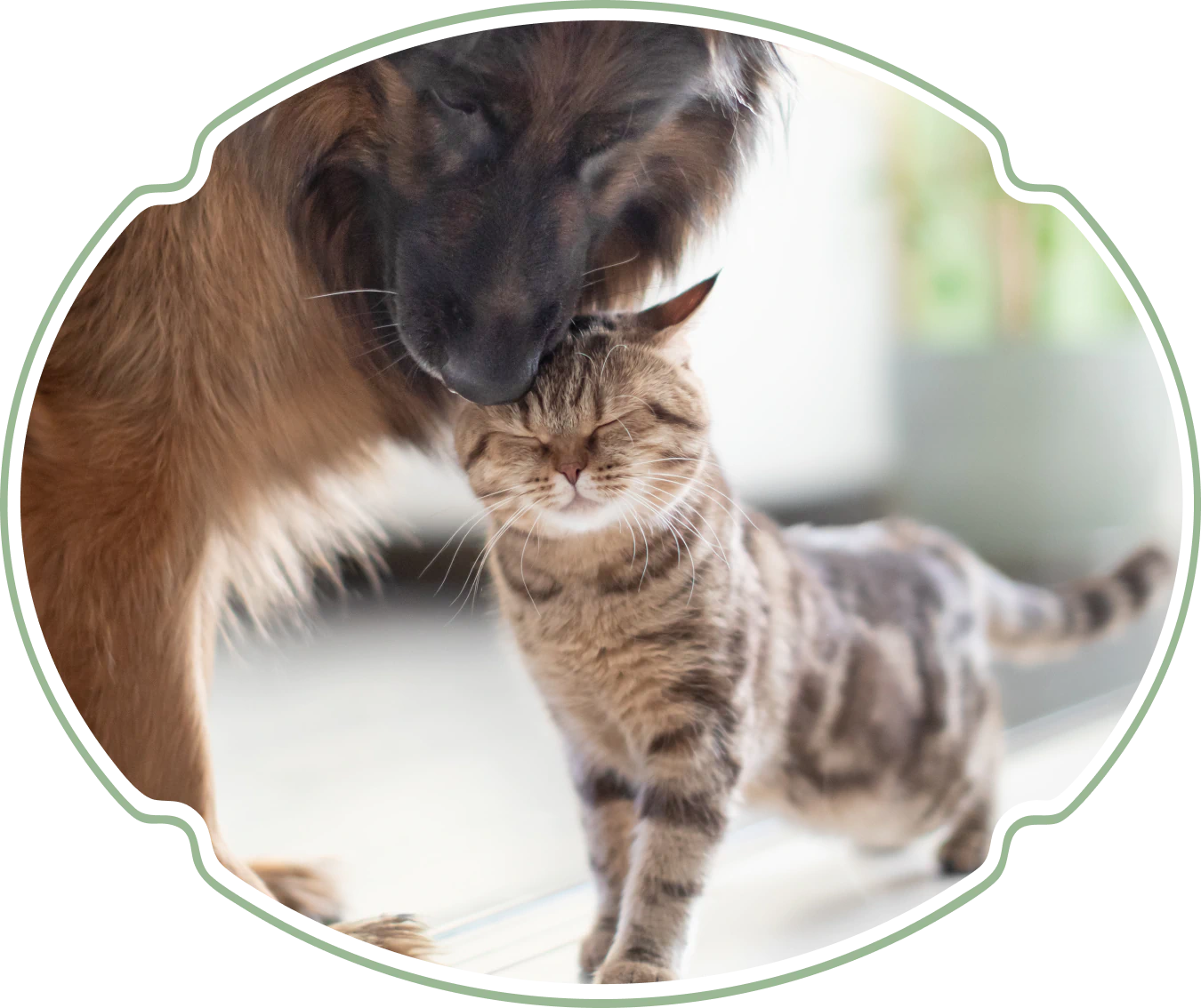 Desktop_Contact_Us_Hickory_Flat A dog gently nuzzles a content tabby cat, both standing close together indoors. The cat’s eyes are closed in enjoyment. The image is framed with a decorative white and green border.