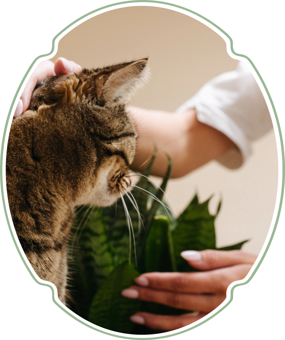 Desktop_Home_A_Vet A person gently pets a tabby cat near green houseplants. The cat appears content, and the hands show care and affection within an oval frame.
