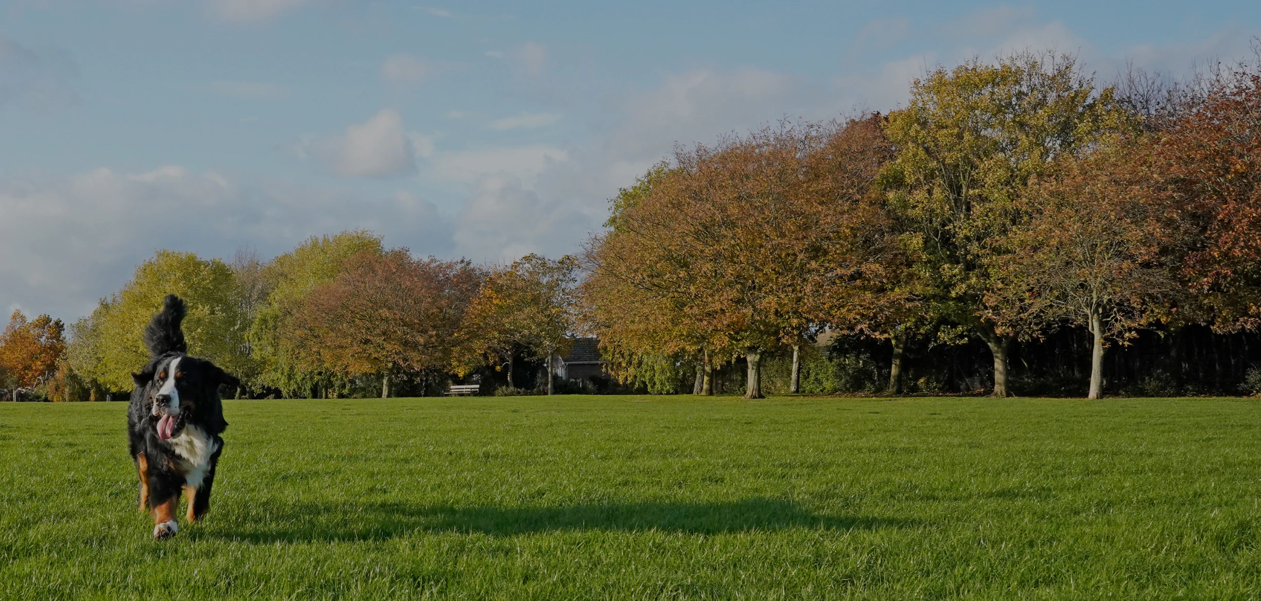 Desktop_Home_Locally_Owned A large black and brown dog runs across a green grassy field with autumn trees and a partly cloudy sky in the background.