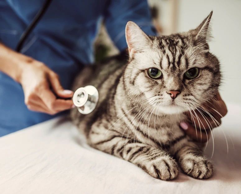 Desktop_Home_Meet_Your A veterinarian uses a stethoscope to examine a gray tabby cat lying on an exam table.