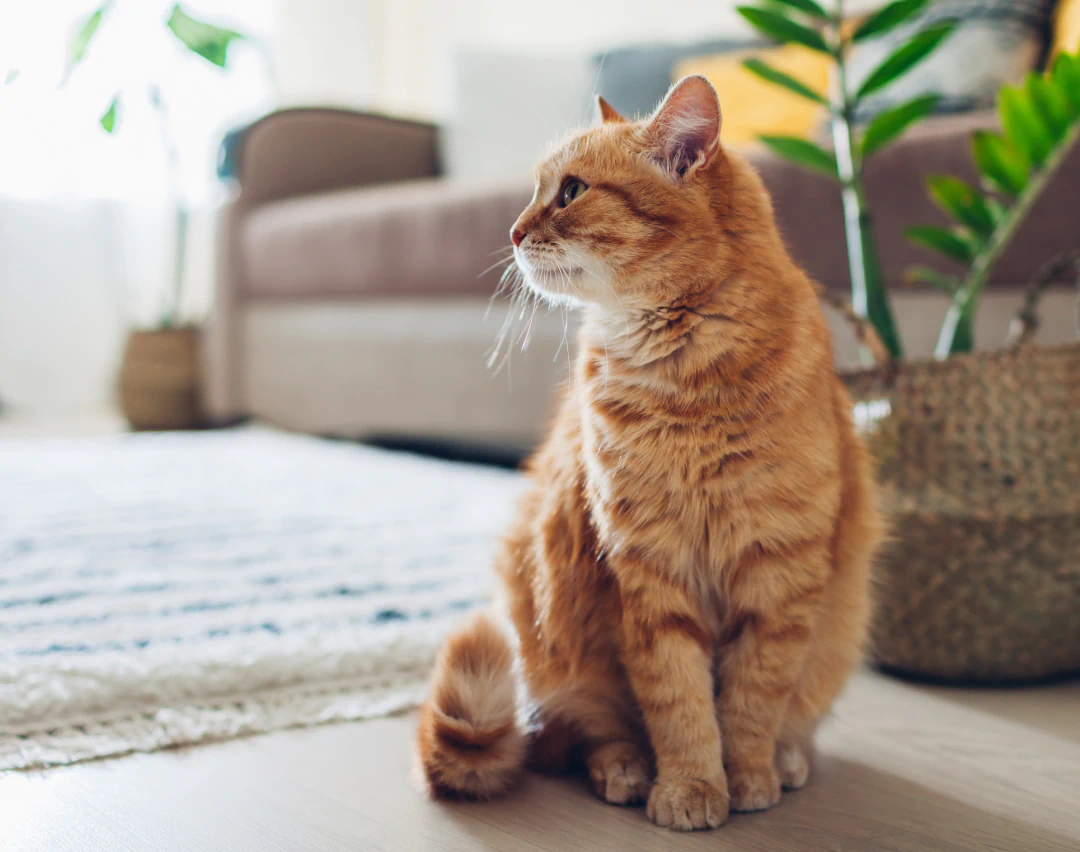 Desktop_Meet_the_Team_Care_You An orange tabby cat with green eyes sits on a light-colored floor, looking to the right. There is a woven basket with a green plant and a beige sofa in the softly lit background.