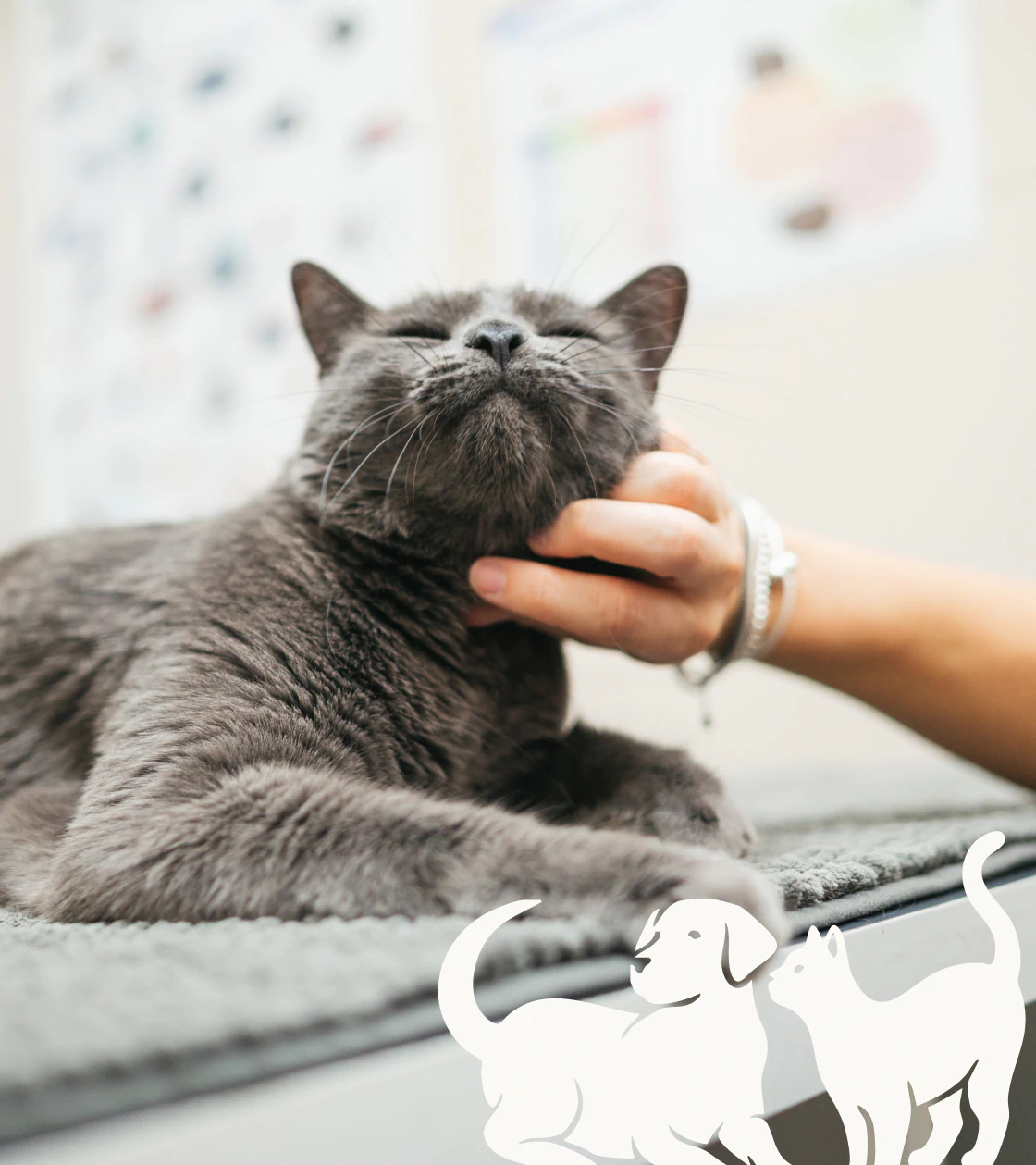 Desktop_Meet_the_Team_Philosophy A gray cat lies on a table, eyes closed and smiling, while a hand gently scratches its chin. An illustrated dog and cat logo is in the corner.