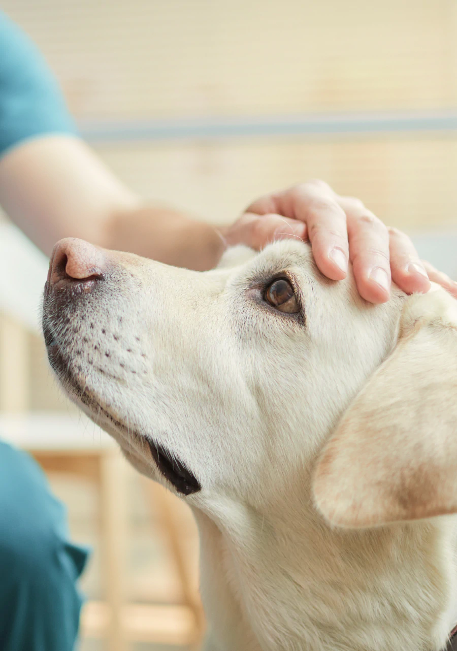 Desktop_Services_List A person gently pets the head of a light-colored Labrador Retriever, creating a calm and caring atmosphere indoors.