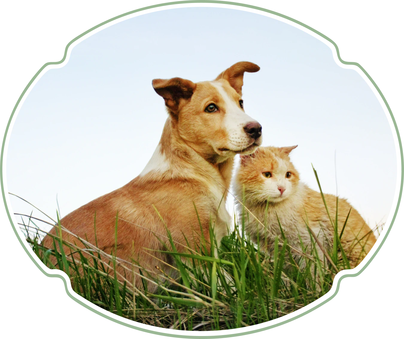 Desktop_Services_Manage_Your A brown and white dog sits in tall grass next to an orange and white cat, both looking into the distance under a clear sky.