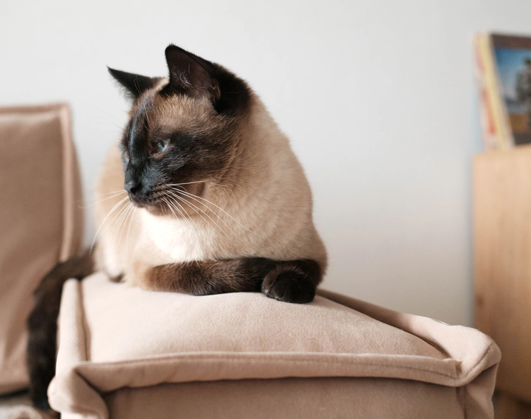 Desktop_Services_Veterinary_Care A Siamese cat with cream fur and dark markings lies on a beige cushion, looking to the side. There is soft lighting and part of a bookshelf visible in the background.