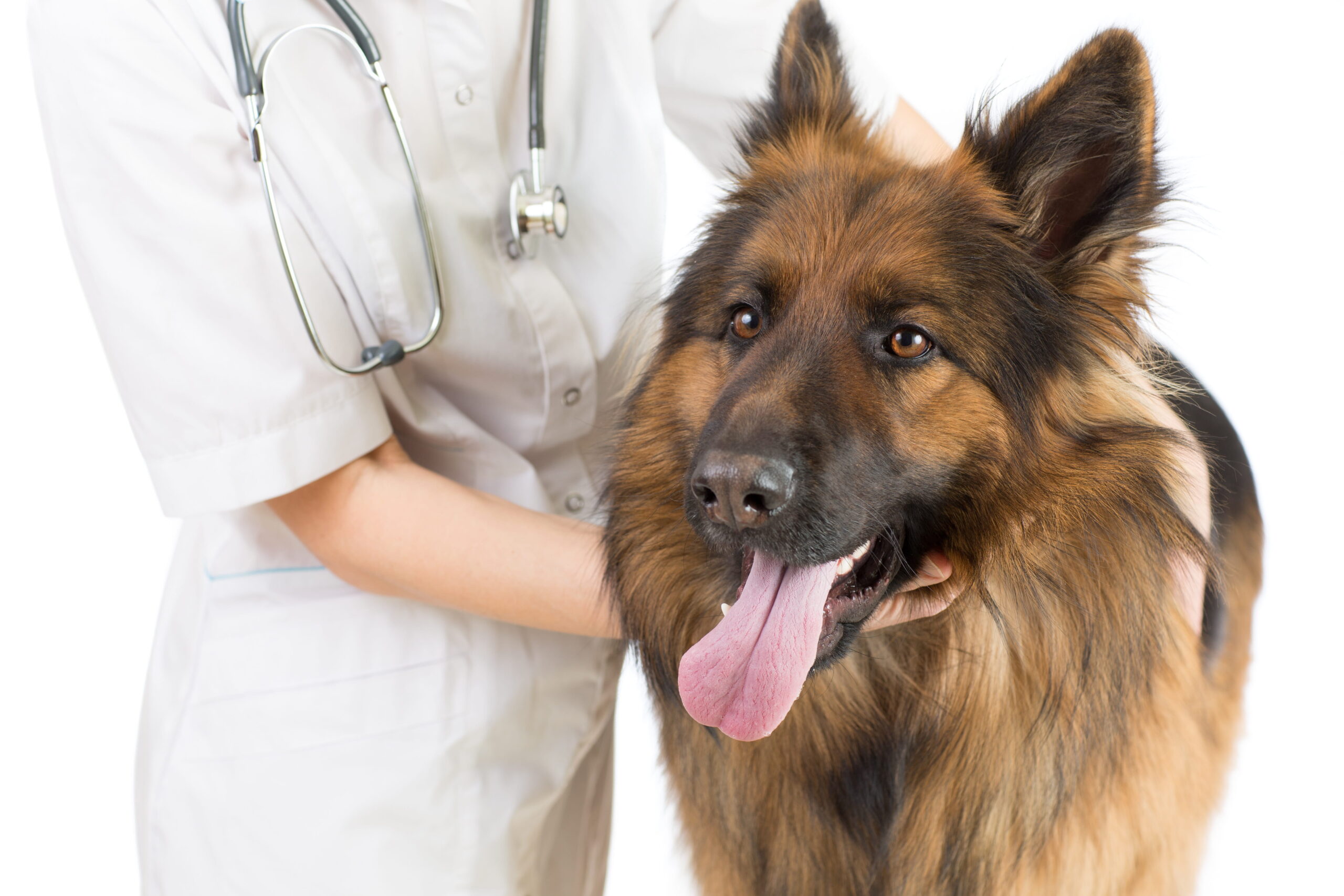 AdobeStock_135990597 Dog wellness exam in Canton, GA