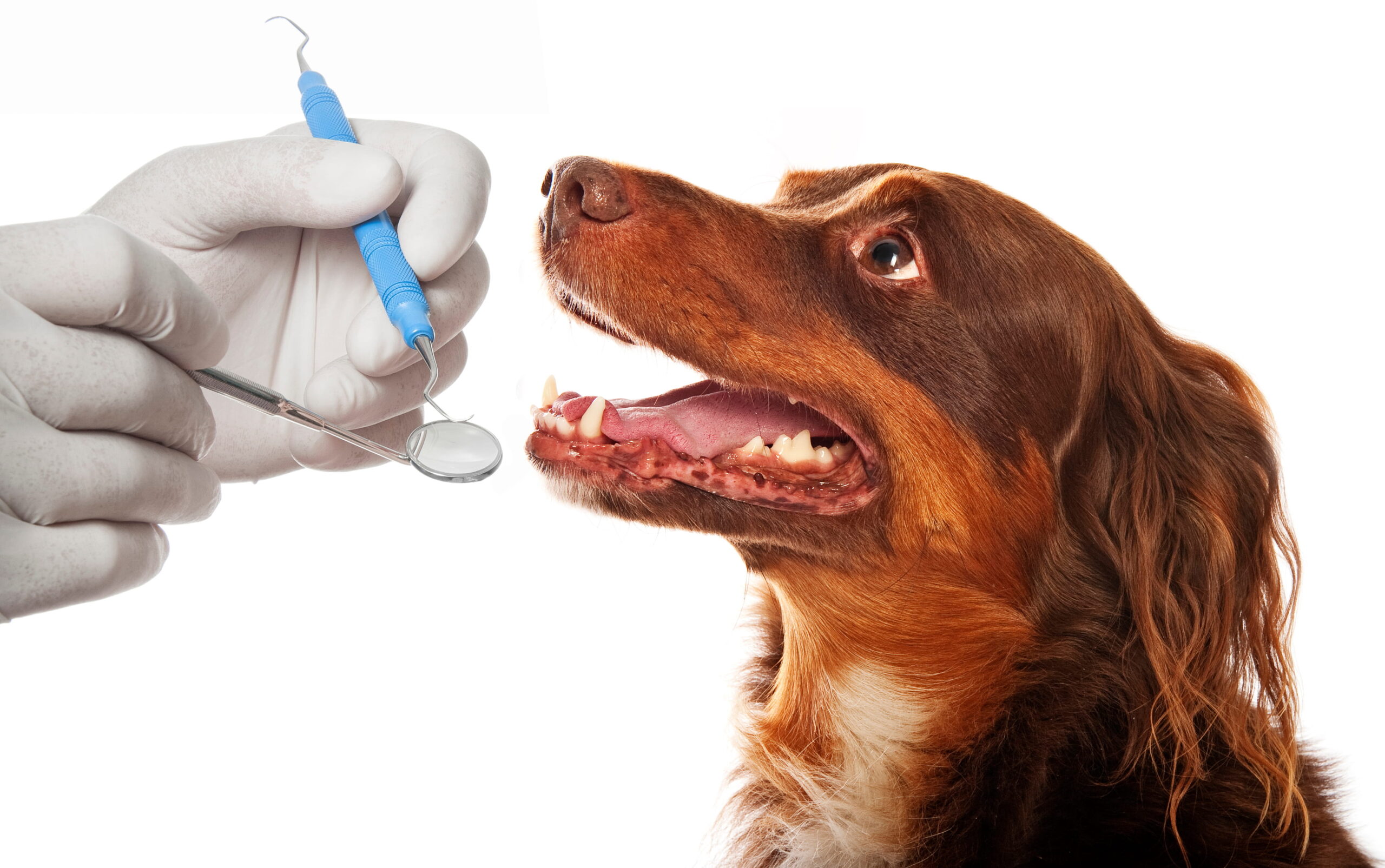 AdobeStock_155166423 Dog dental appointment in Canton GA