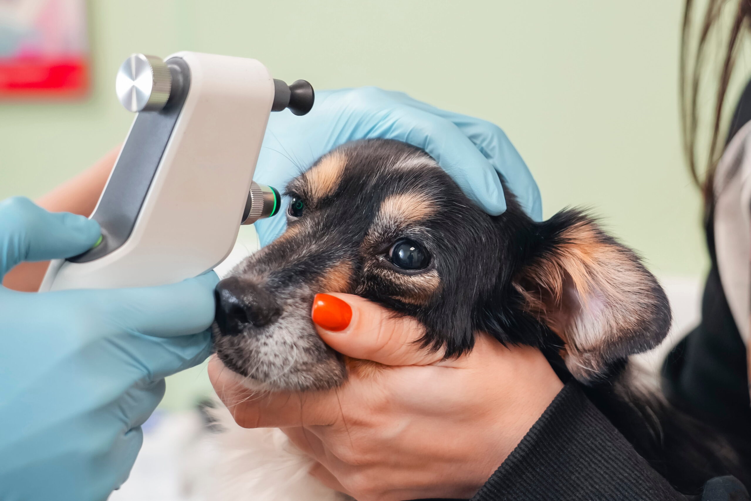 AdobeStock_1872405019 Wellness exam vet in Canton, GA
