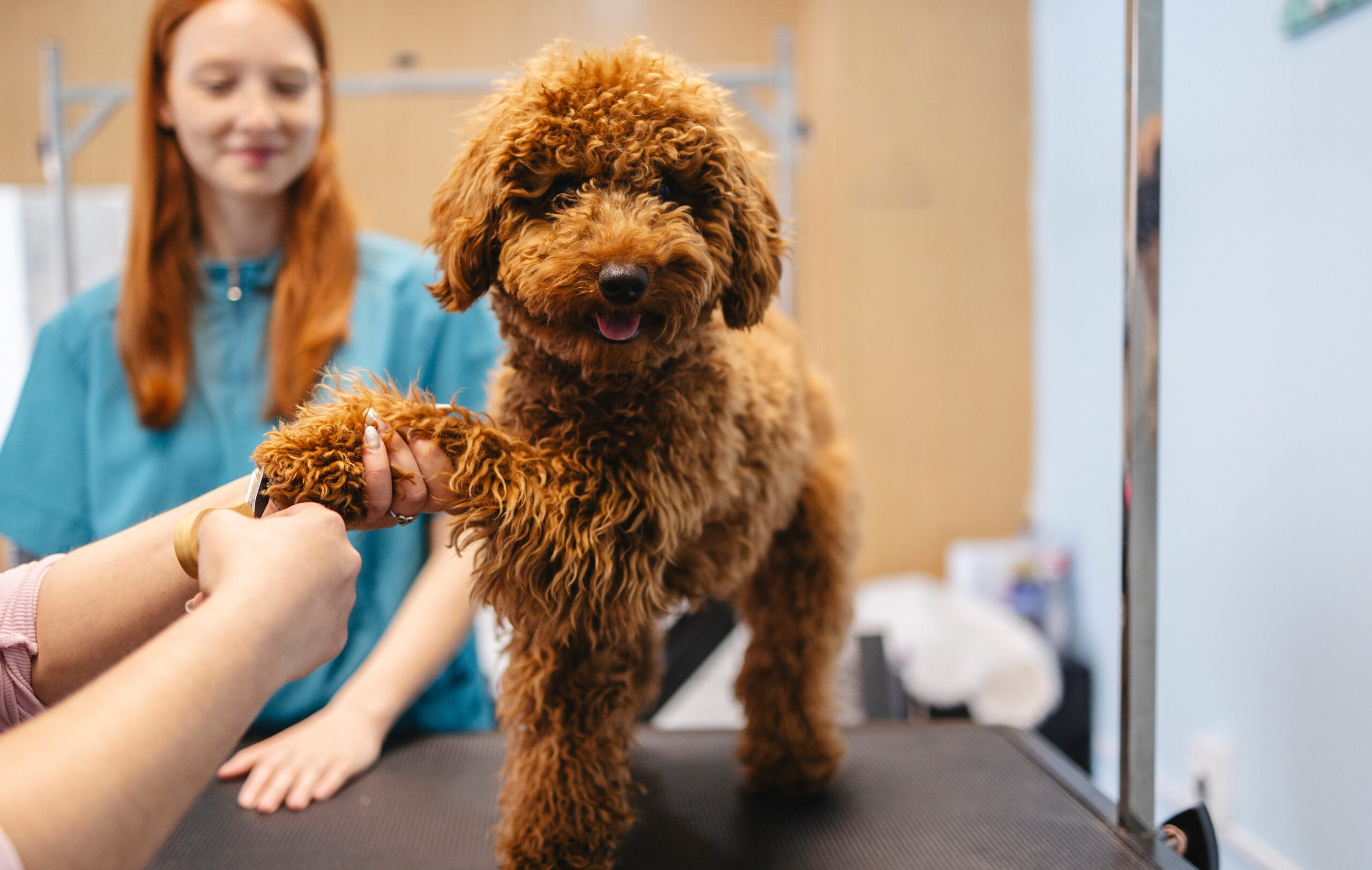 AdobeStock_1981664117 Pet wellness appointment in Canton, GA