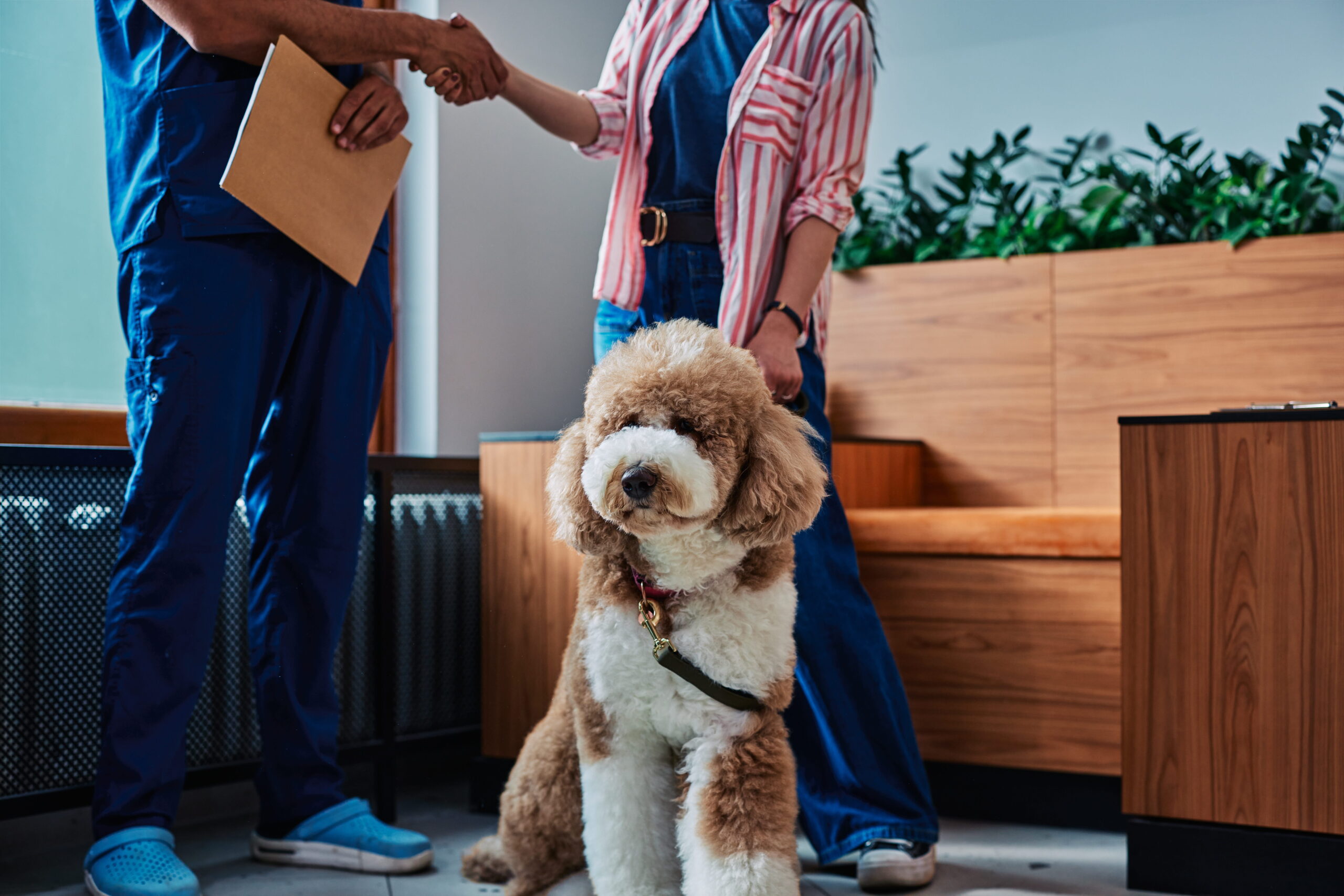 AdobeStock_2071825972 Dog vet specialist in Canton GA