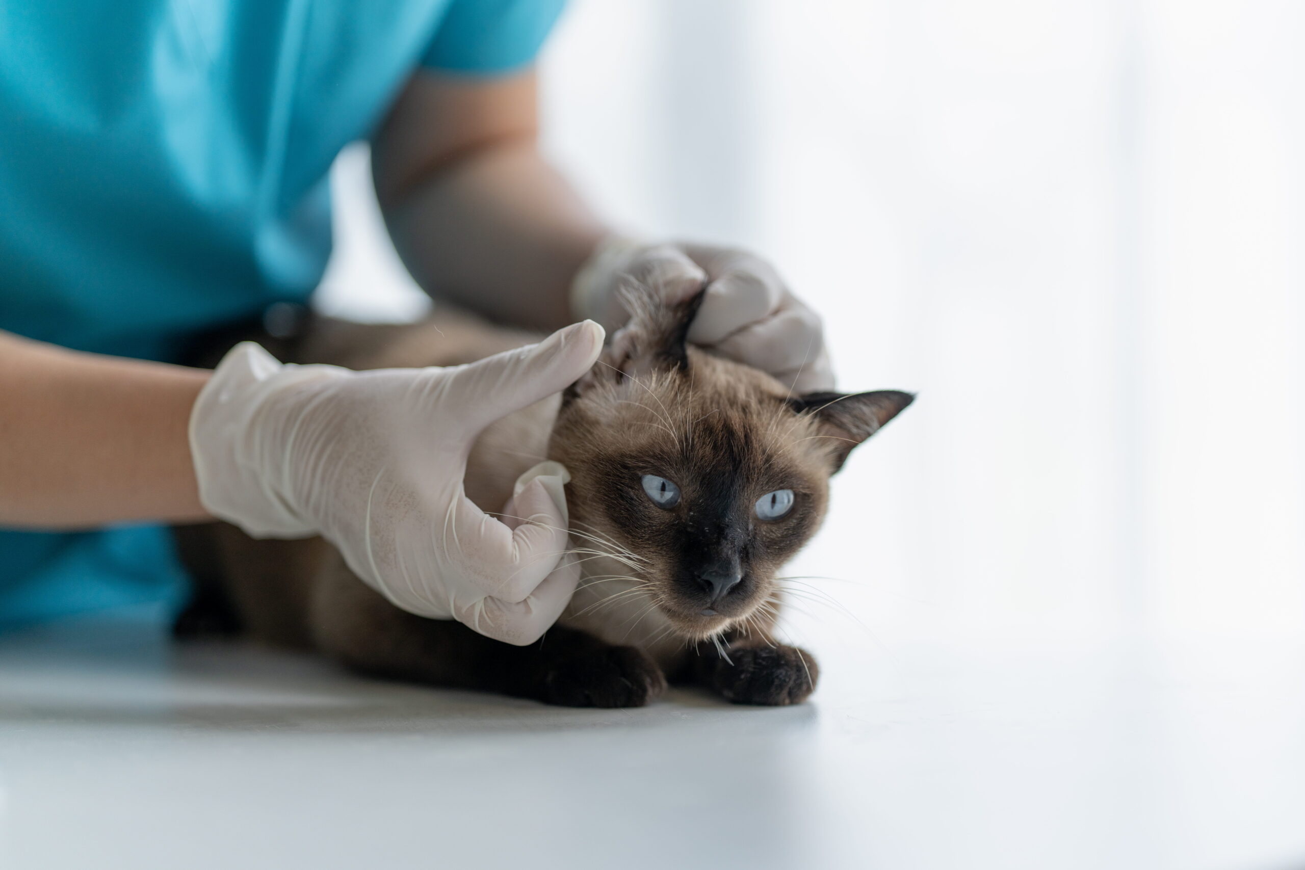 AdobeStock_2080159828 Cat specialty care in Canton GA