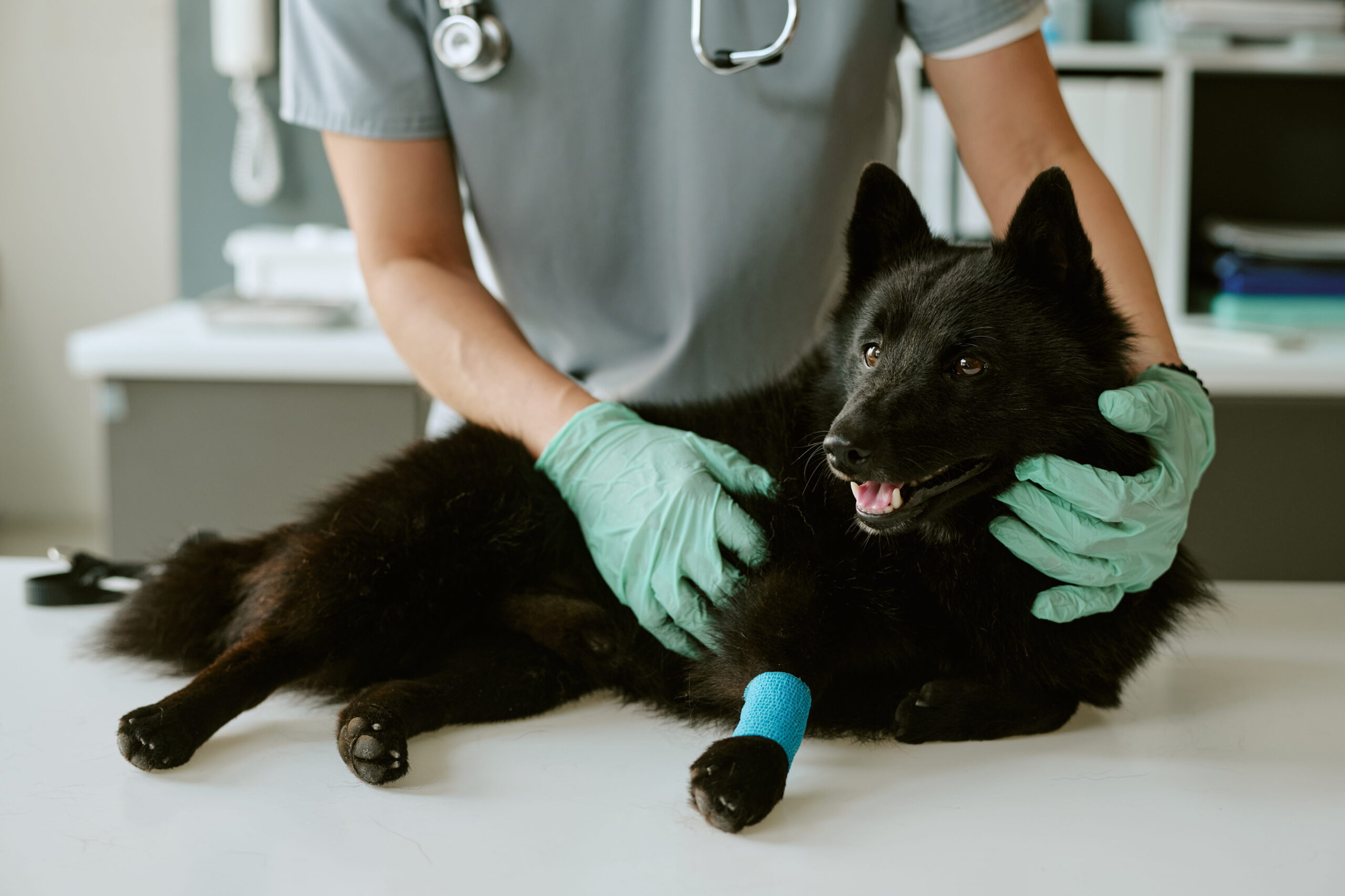 AdobeStock_2184530528 Dog surgical care in Canton GA