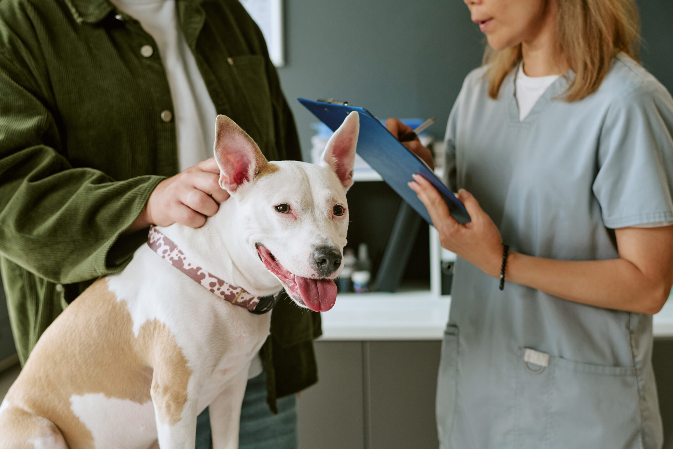 AdobeStock_2184530904 Pet preventive vet in Canton, GA