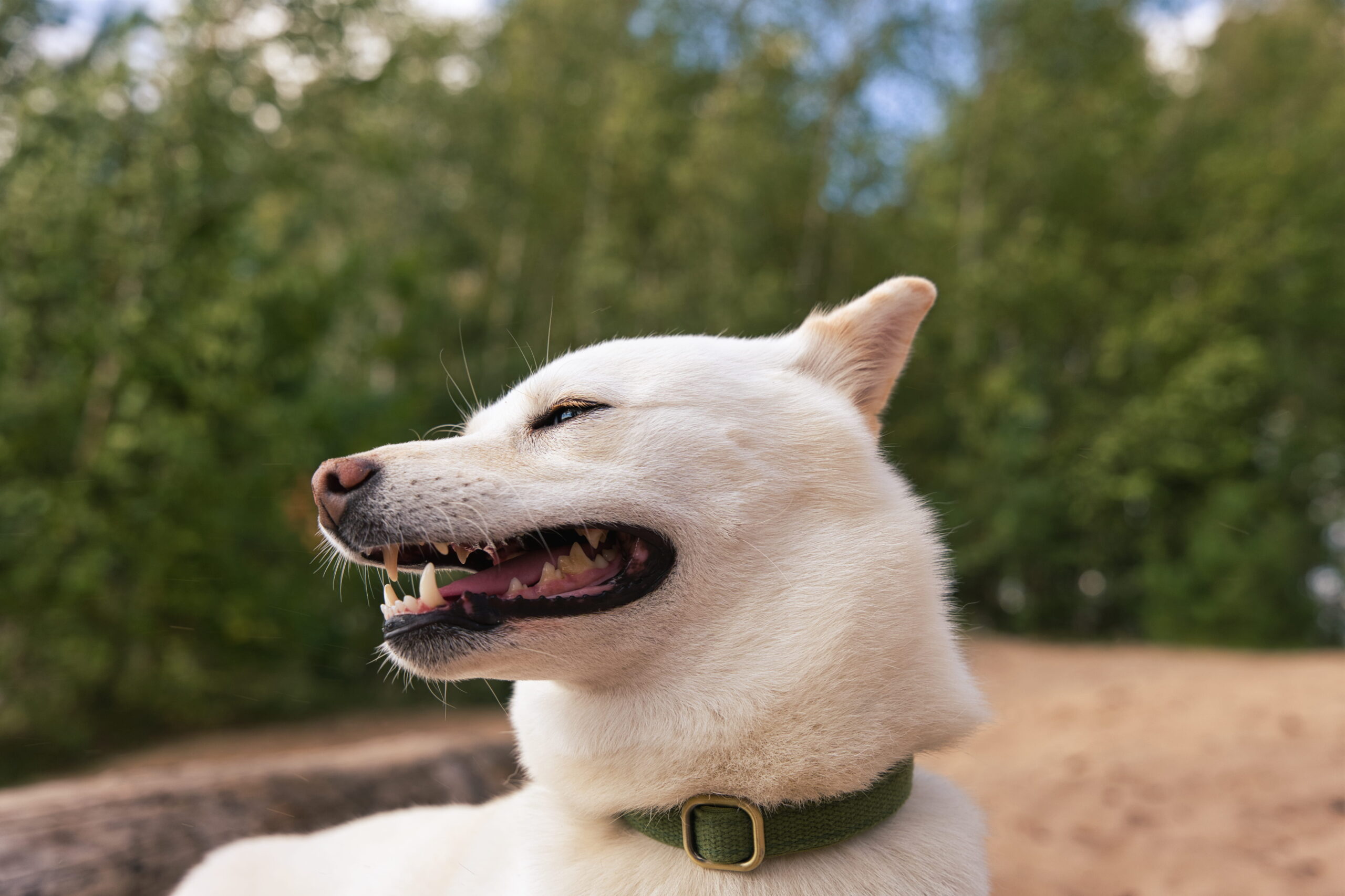 AdobeStock_2190358297 Veterinary dentist in Canton, GA