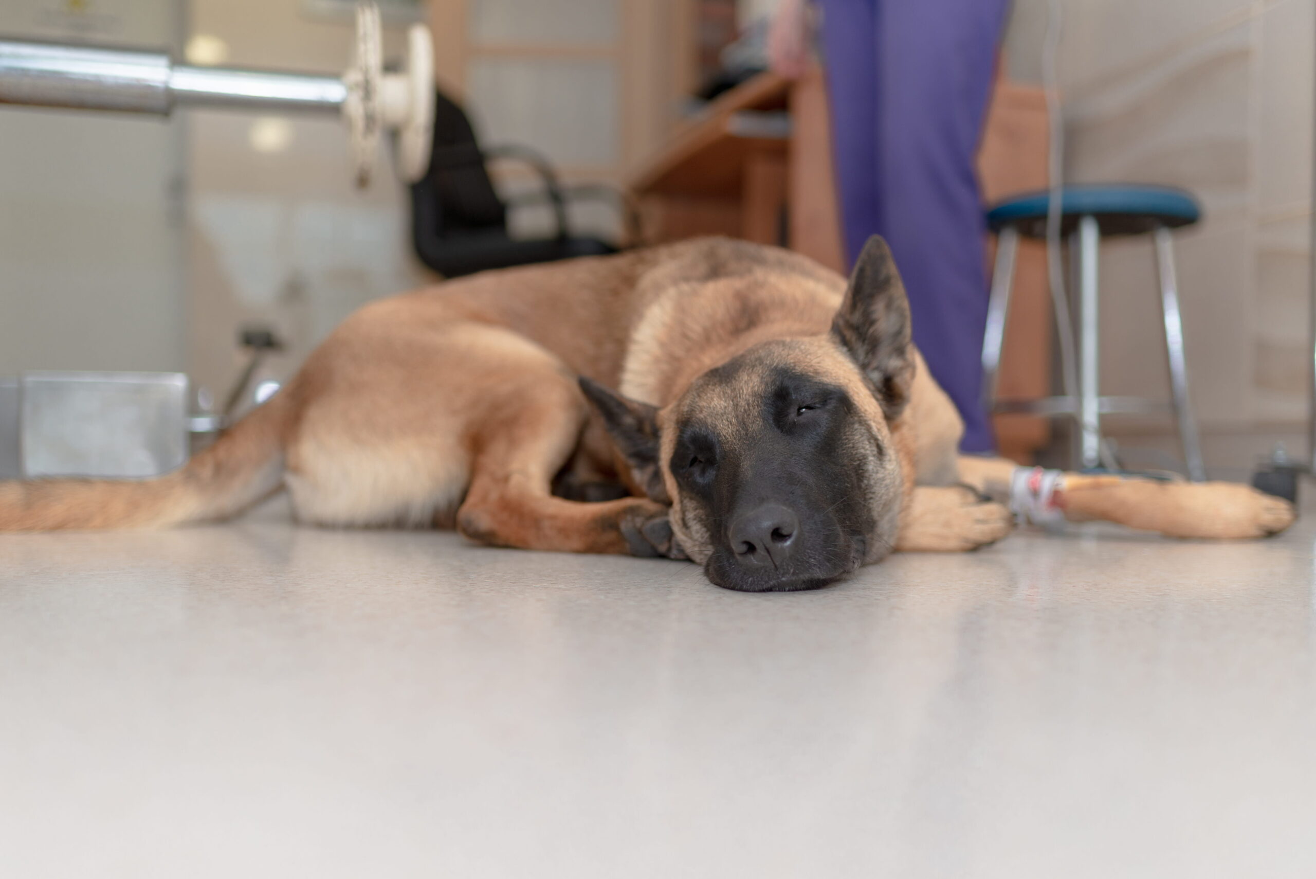 AdobeStock_292185664 Vet surgery appointment in Canton GA
