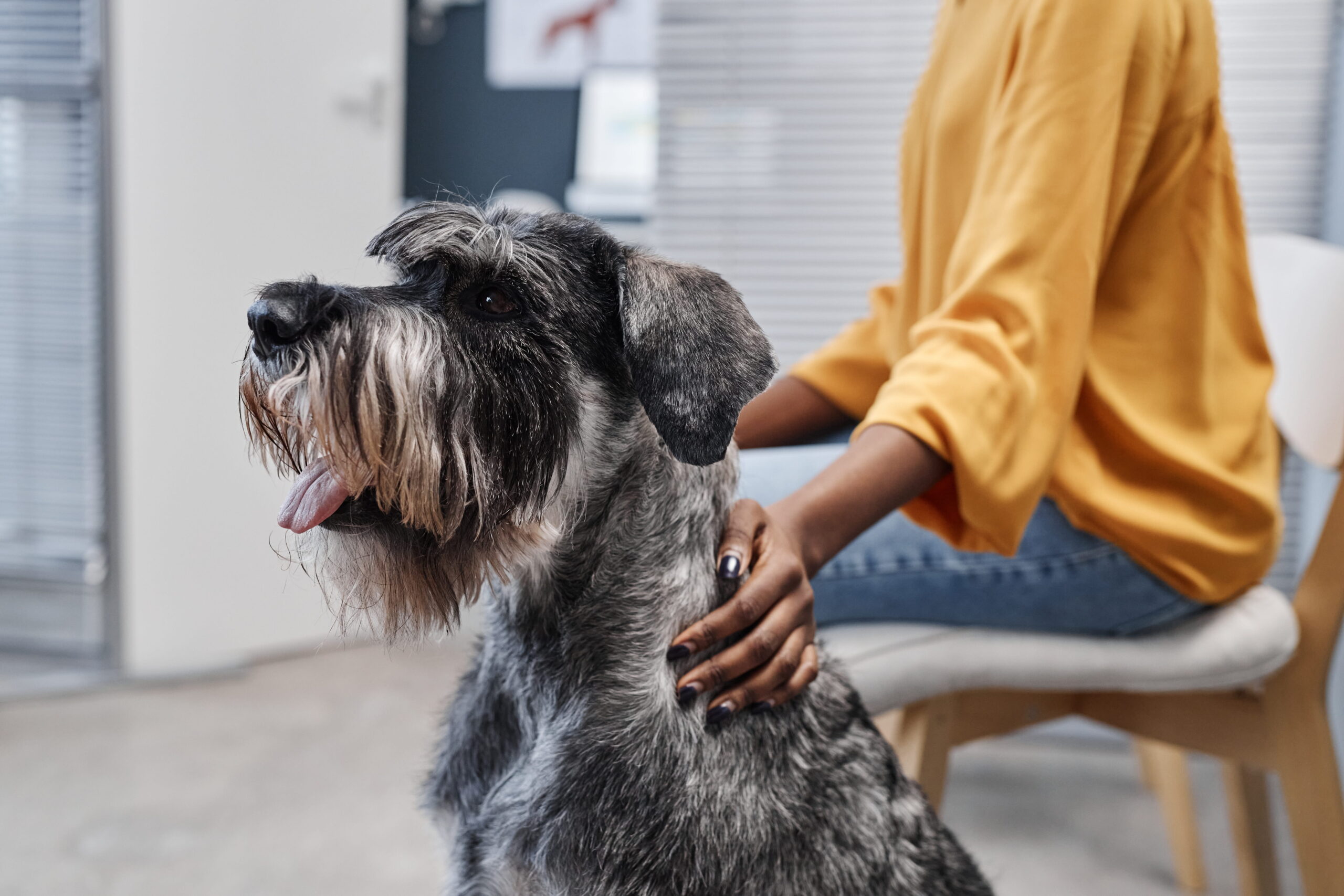 AdobeStock_878569652 Vet specialty care in Canton GA